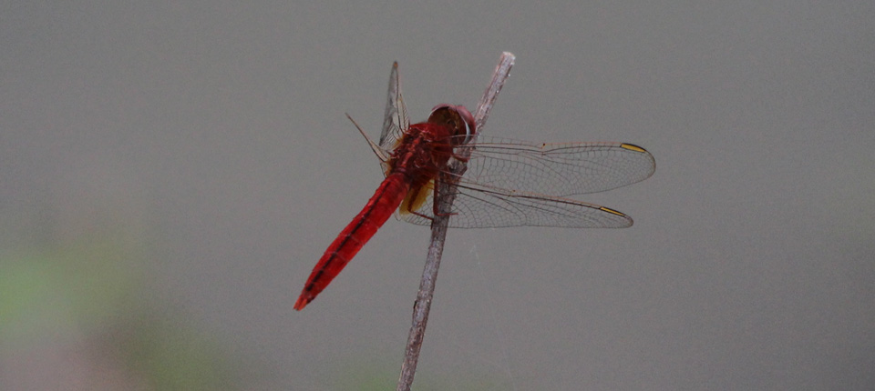 Dramatic wildlife photography — diverse flora and fauna to be inspired by.