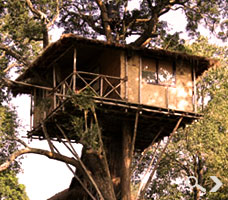 Tree House